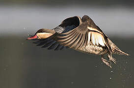 Red-billed Teal