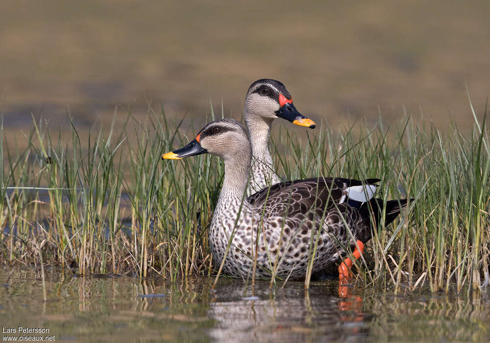 Canard à bec tacheté, pigmentation