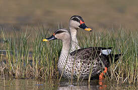 Indian Spot-billed Duck