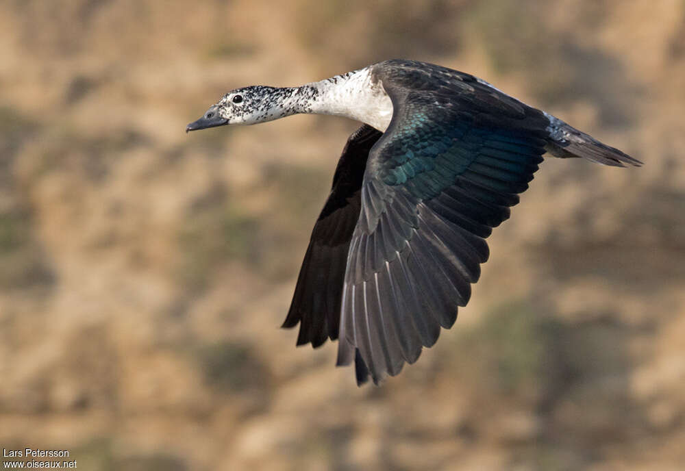 Knob-billed Duck female adult, pigmentation, Flight