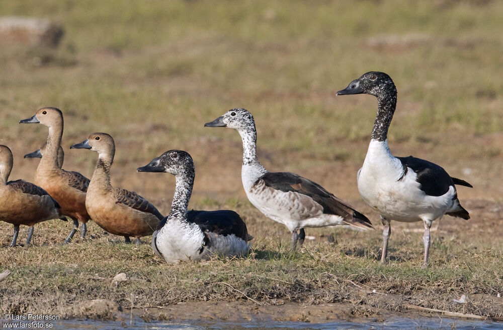 Canard à bosse