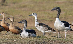 Knob-billed Duck