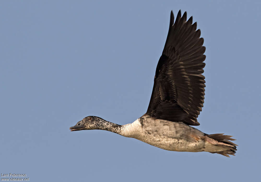 Canard à bosse femelle adulte, pigmentation, Vol