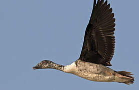 Knob-billed Duck