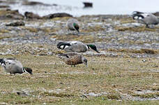 Canard à faucilles