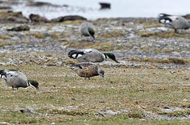 Falcated Duck