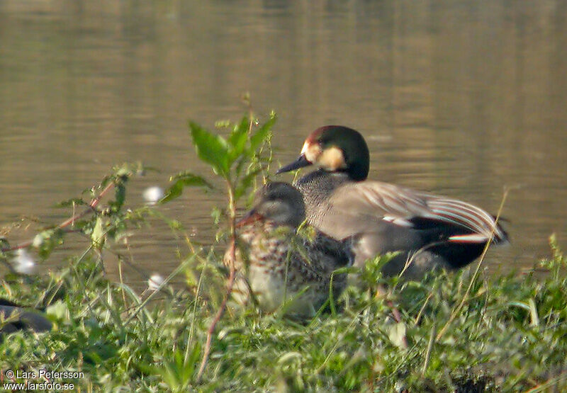 Canard à faucilles