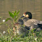 Canard à faucilles