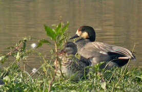 Falcated Duck