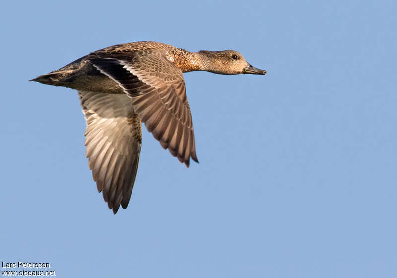 Falcated Duck female adult, Flight