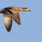 Falcated Duck