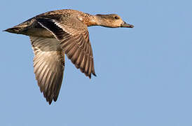 Falcated Duck