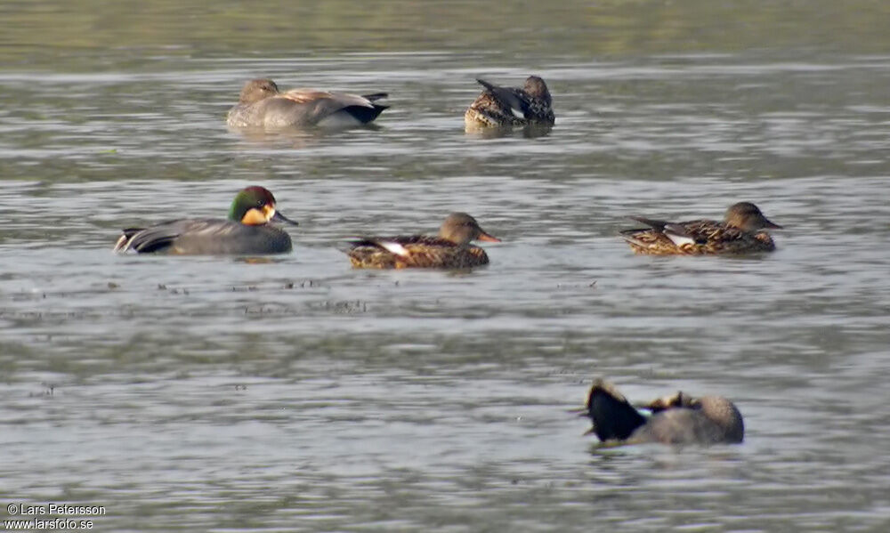 Falcated Duck