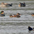 Canard à faucilles