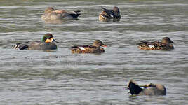 Canard à faucilles