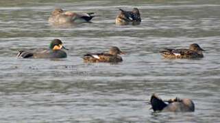 Falcated Duck