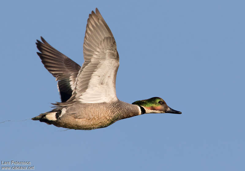 Falcated Duck male adult, Flight