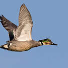 Falcated Duck