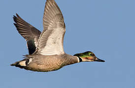 Falcated Duck