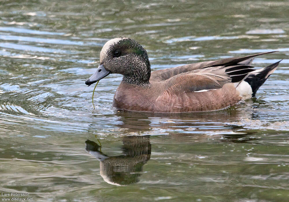 American Wigeon male adult, eats