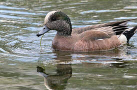 American Wigeon