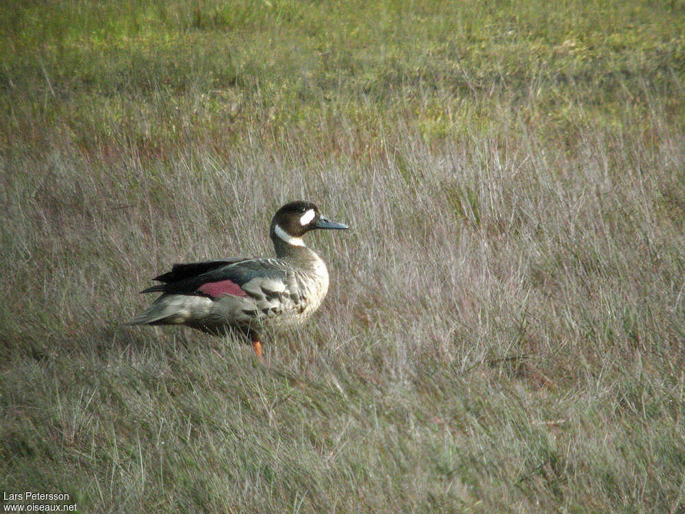 Bronze-winged Duck male adult, identification