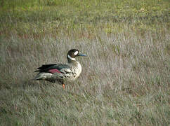 Bronze-winged Duck