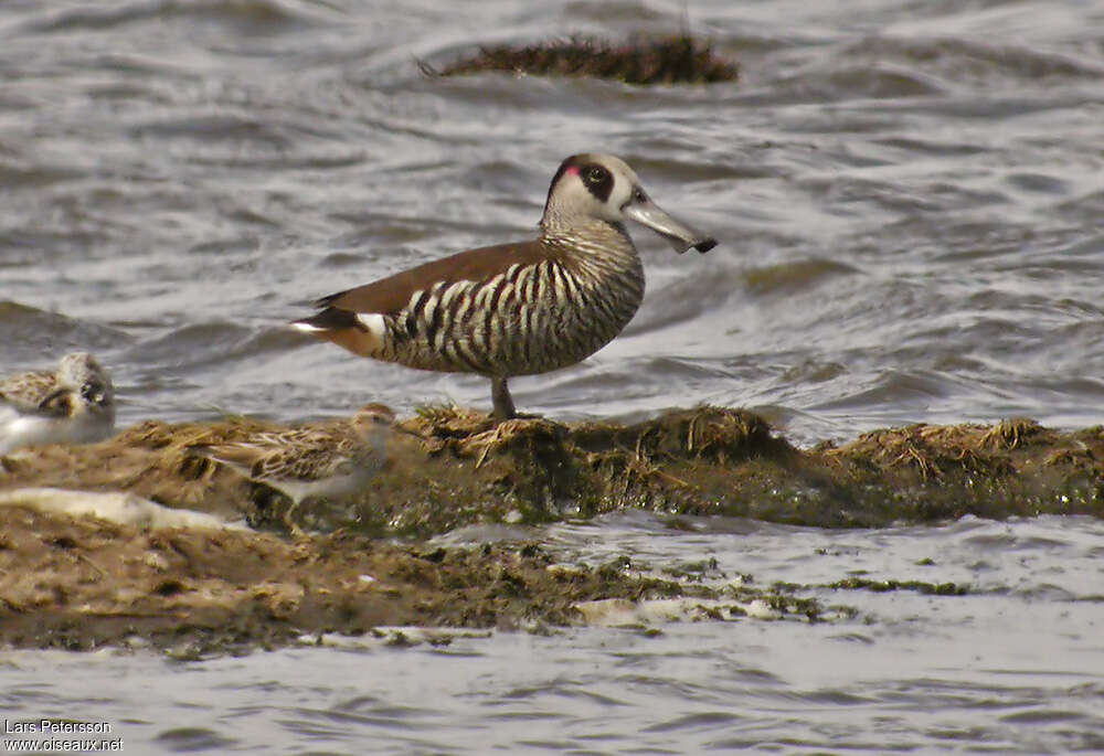 Pink-eared Duckadult, identification