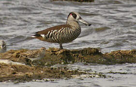 Pink-eared Duck