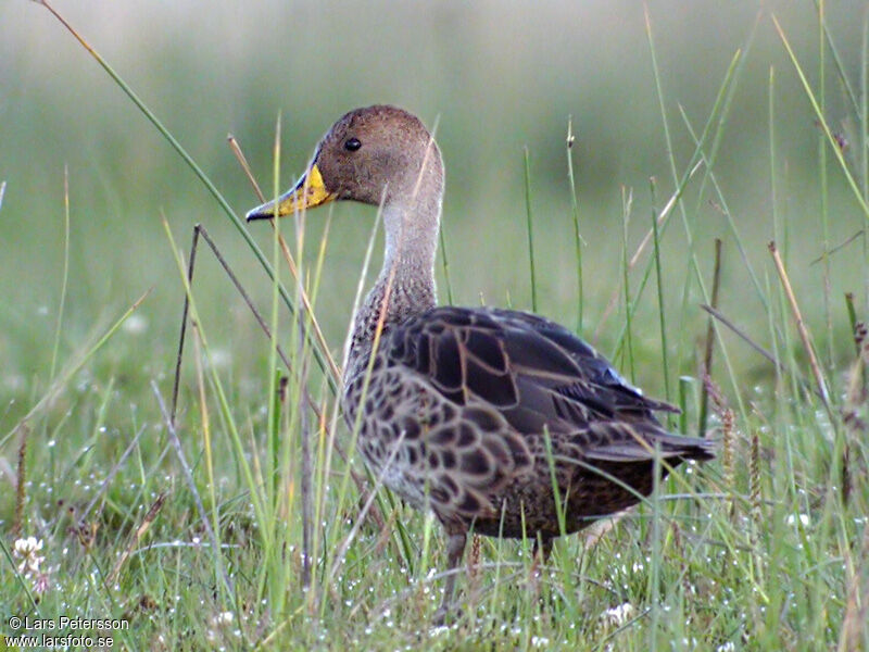 Canard à queue pointue