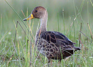 Canard à queue pointue