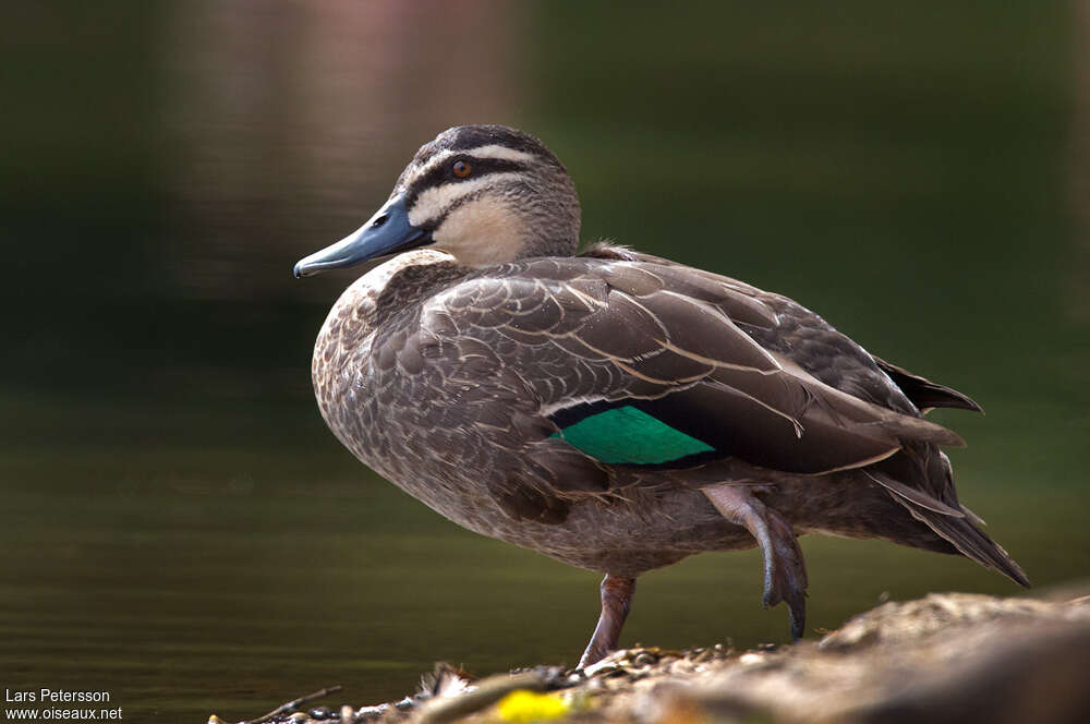 Canard à sourcilsadulte, identification