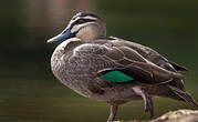 Canard à sourcils