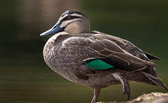 Canard à sourcils