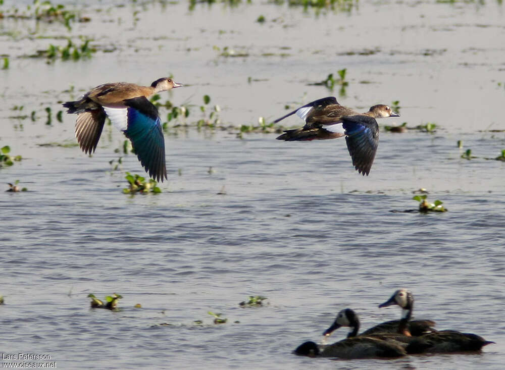 Brazilian Teal, pigmentation, Flight