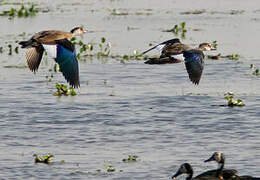 Brazilian Teal