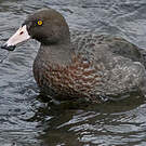 Canard bleu