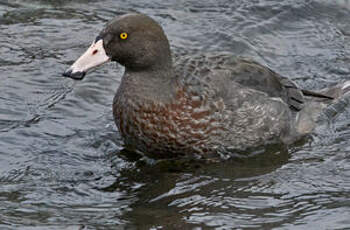 Canard bleu