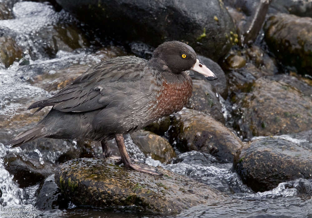 Blue Duckadult, identification