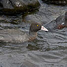Canard bleu