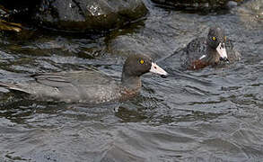 Canard bleu