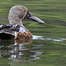 Canard bridé