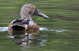 Australasian Shoveler