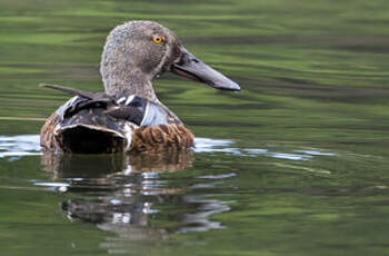 Canard bridé