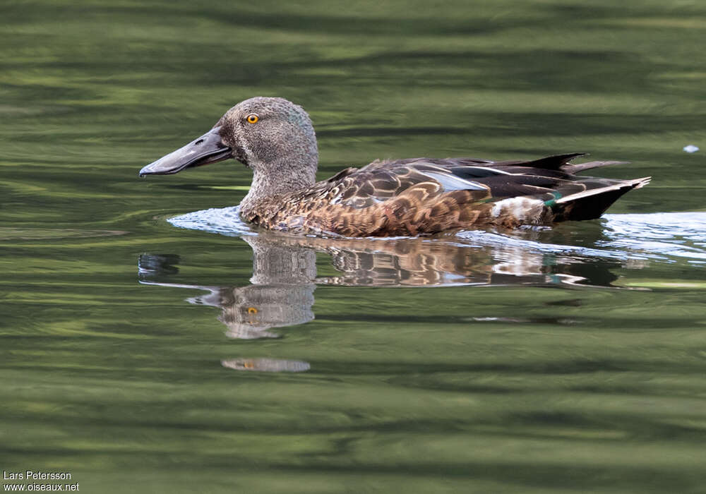 Australasian Shoveler male adult transition, identification