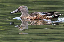 Australasian Shoveler