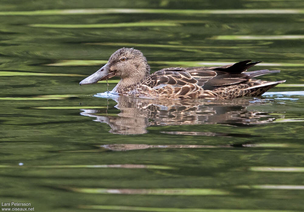 Australasian Shoveler female adult, identification