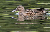 Canard bridé