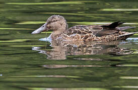 Australasian Shoveler