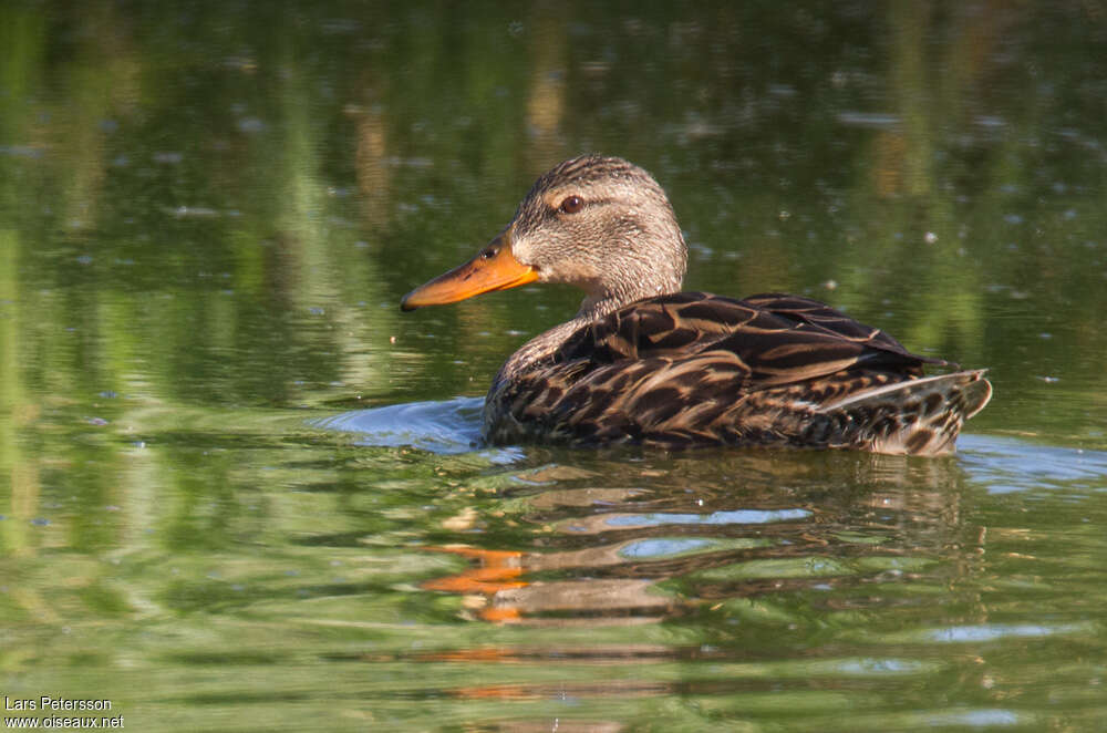 Canard brun femelle, identification